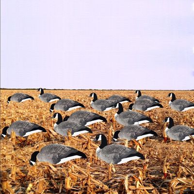 Custom Plastic PP Lifelike goose silhouette decoys Anti Reflective canada goose decoys