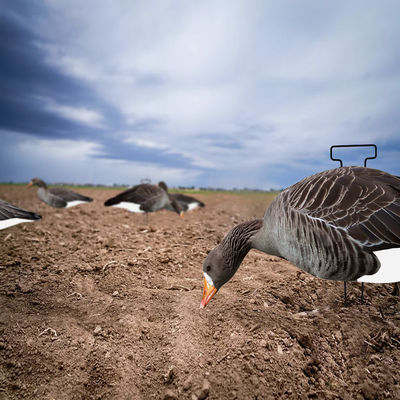 Silhouette Specklebelly Goose Hunting Decoy Custom Plastic Anti Reflective PP Goose Decoy