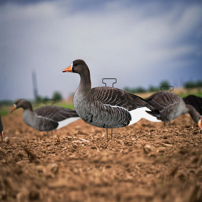 Silhouette Specklebelly Goose Hunting Decoy Custom Plastic Anti Reflective PP Goose Decoy