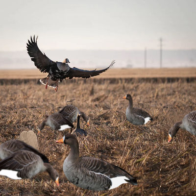 Silhouette Specklebelly Goose Hunting Decoy Custom Plastic Anti Reflective PP Goose Decoy