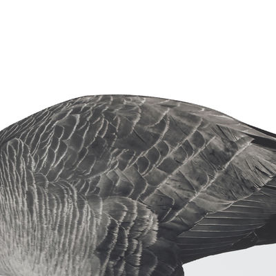 OEM ODM Plastic EVA Canada Snow Goose Decoy Upright / Feeder Style With Flocked Head