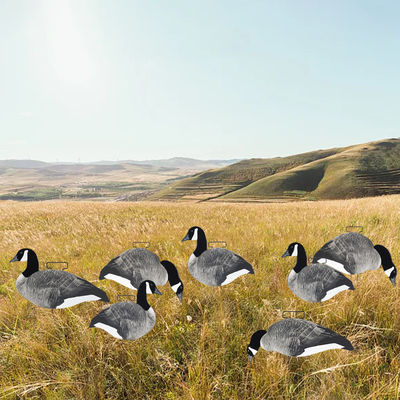 OEM ODM Plastic EVA Canada Snow Goose Decoy Upright / Feeder Style With Flocked Head