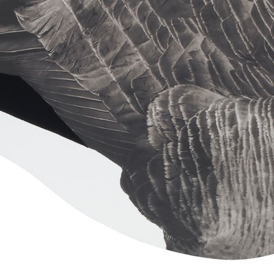 Lightweight 3D Lifelike Hunting Decoy Silhouett Canada Goose with Flocked Head and Tail