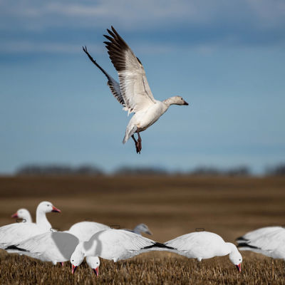 Feeder Body Lifelike Eva Plastic Silhouette Geese Decoy For Juvenile Snow Goose Rester Bait