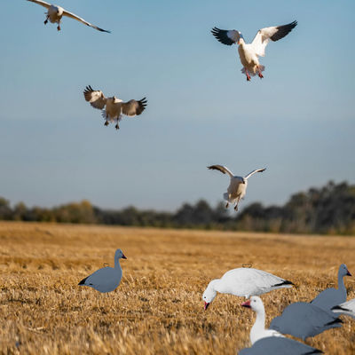 Feeder Body Lifelike Eva Plastic Silhouette Geese Decoy For Juvenile Snow Goose Rester Bait